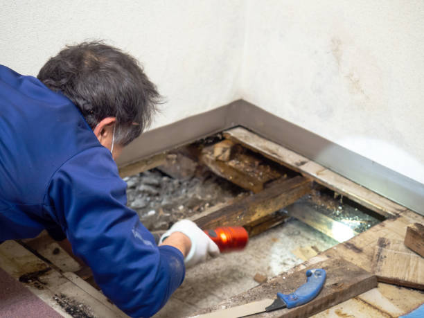 Best Mold Cleaning Services  in Schaumburg, IL