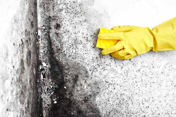 Best Best Mold Removal Companies  in Schaumburg, IL