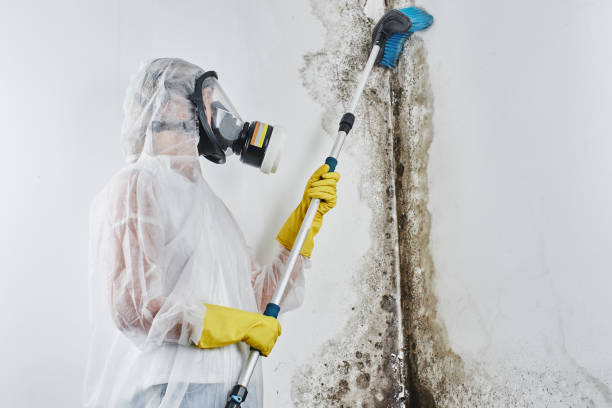 Certified Mold Removal in Schaumburg, IL